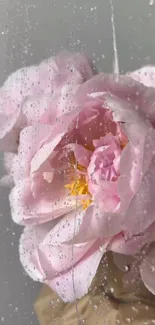 Elegant soft pink peony with dewdrops on a mobile wallpaper.