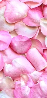 Pink rose petals create a soft floral wallpaper.