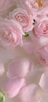 Elegant pink roses and petals wallpaper for mobile.