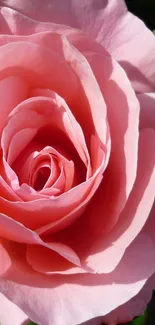 A close-up image of an elegant pink rose in full bloom.