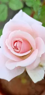 Close-up of a delicate pink rose bloom in pot.