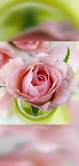 Elegant pink rose with delicate petals on mobile wallpaper.