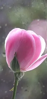 Delicate pink rose with raindrops background.