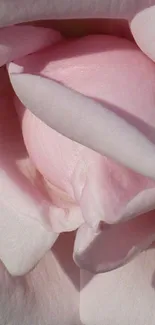 Close-up of an elegant pink rose in bloom for mobile wallpaper.