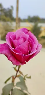 Vibrant pink rose in full bloom against a soft background.