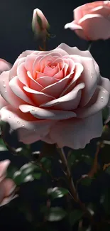 Elegant pink rose with dewdrops on petals in soft lighting.