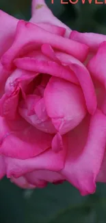 Close-up of a vibrant pink rose in full bloom with lush green leaves.