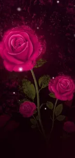 Elegant pink rose bloom on a dark background wallpaper.