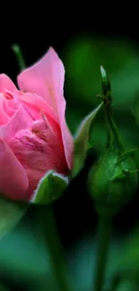 Close-up of a vibrant pink rosebud with lush green background.