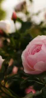 Elegant pink rose in soft sunlight.