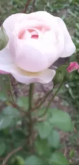 Beautiful pink rose blooming with green leaves and pink buds in a garden setting.