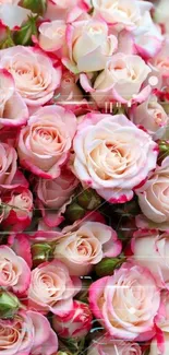 Beautiful pink roses with lush green leaves, perfect for mobile wallpaper.