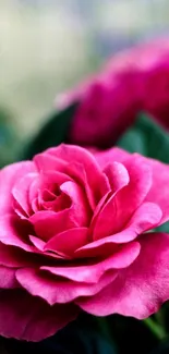 Pink rose with green leaves in soft light.