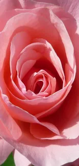 Close-up view of a blooming pink rose with soft, layered petals.