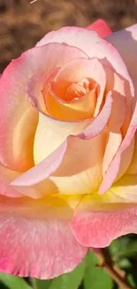 Close-up of a vibrant pink rose with a green insect on its petal.