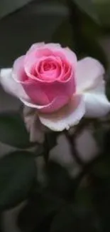 Pink rose blossom in a serene nature setting.