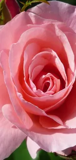 Close-up of a pink rose with green leaves in the background.