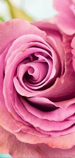 Close-up view of a pink rose with delicate petals.