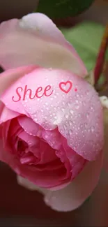 Close-up of a dewy pink rose blossom with delicate petals.