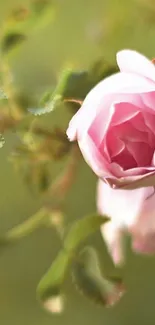 Elegant pink rose with green foliage.