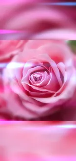 Elegant pink rose bloom mobile wallpaper.