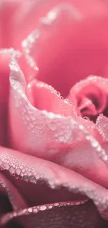 Close-up of a pink rose with delicate water droplets.