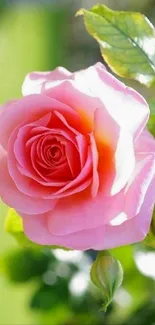 Vibrant pink rose with green leaves in sunlight.