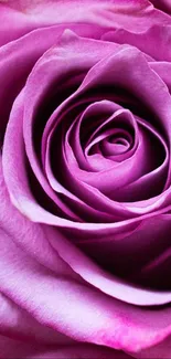 Close-up image of a pink rose blossom with delicate petals.