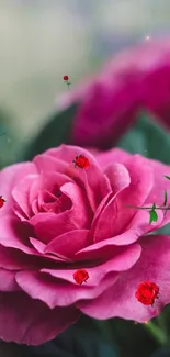 Elegant pink rose with vibrant red accents on petals.