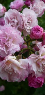 Pink roses in full bloom, close-up view.