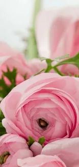 Elegant pink roses mobile wallpaper with greenery.