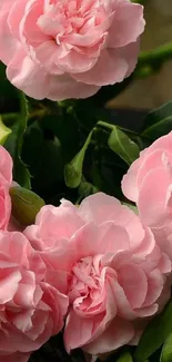 Elegant pink roses in full bloom with green leaves.