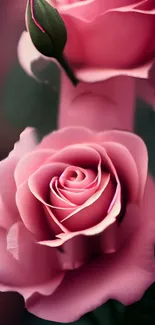 Elegant pink rose blossoms on a mobile wallpaper.