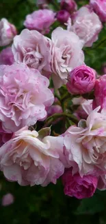 Mobile wallpaper of pink rose blossoms in full bloom.