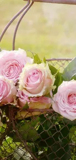 Pink roses in a basket, perfect for elegant mobile wallpaper.