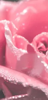 Close-up shot of a pink rose with dewdrops on its petals.