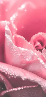 Close-up of a pink rose with dewdrops, showcasing elegant petals.