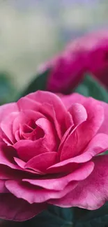 Close-up of a pink rose in full bloom, ideal for mobile wallpaper.