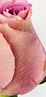 Close-up of an elegant pink rose with detailed petals.