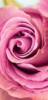 Close-up of an elegant pink rose with detailed petals.