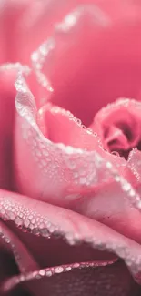 Close-up of a pink rose with dew drops, capturing intricate details in soft hues.