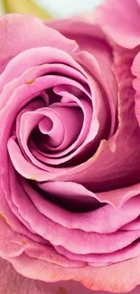 Close-up of a vibrant pink rose with delicate petals.