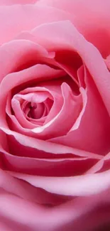 Close-up of a pink rose, perfect for wallpaper.