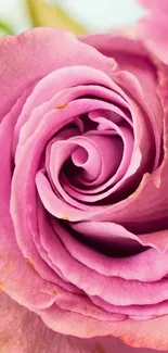 Close-up of a beautiful pink rose in full bloom.