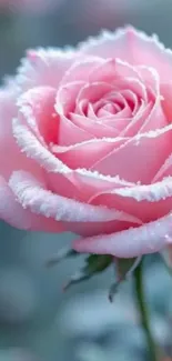 Close-up of a pink rose with delicate petals.