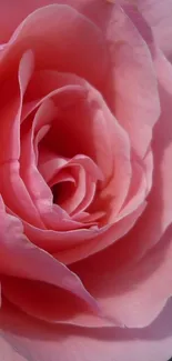 Close-up of an elegant pink rose with delicate petals.