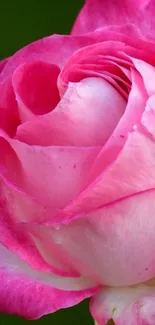 Close-up of a pink rose in full bloom for mobile wallpaper.