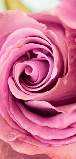 Close-up of a beautiful pink rose with detailed petals.