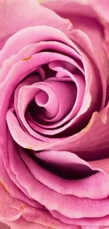 Close-up of elegant pink rose petals forming a stunning natural pattern.