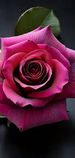 Close-up of a pink rose on a dark background.